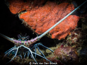 redlobster by Marc Van Den Broeck 